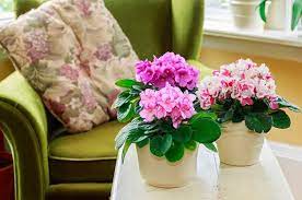 Blooming Houseplants To Grow Indoors