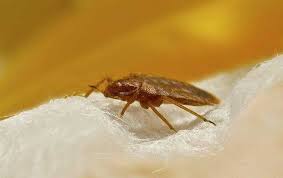 The Health Concerns Pests Can Cause In