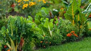 15 Vegetable Garden Ideas Forbes Home