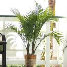 House Plants At Com