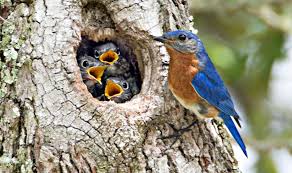 To Clean Or Not To Clean Your Nest Box