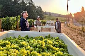 Pacific Northwest 2024 Wine Harvest