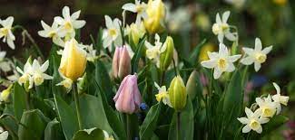 When To Plant Spring Bulbs A