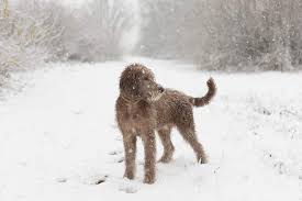 Designer Dog Breeds Make Great Pets