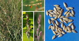Switch Grass Panicum Virgatum