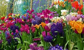 How To Layer Your Bulb Garden For The