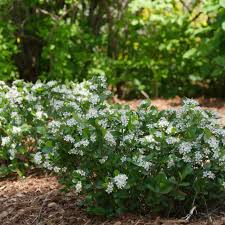 12 Shrubs For Small Gardens Containers
