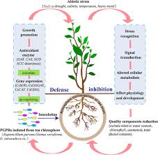 Rhizosphere Microbiota Of Tea Plant