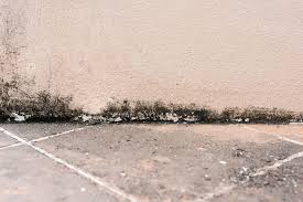 How To Prevent Mould In Basements