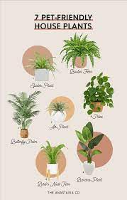 7 Pet Friendly House Plants The