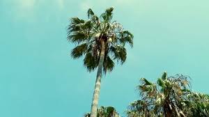 Palm Trees Outside At The Beach In