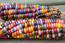 50 Glass Gem Rainbow Corn Ornamental