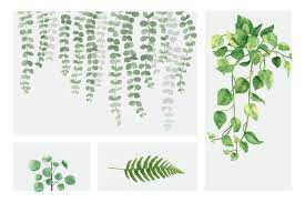 Climbing Plant Images Free
