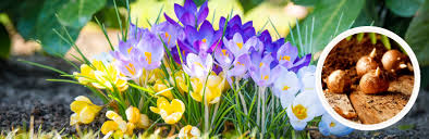 Crocus Bulbs Gardener S Toolkit