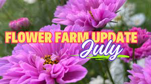 July Flower Farm Recap Two Sisters