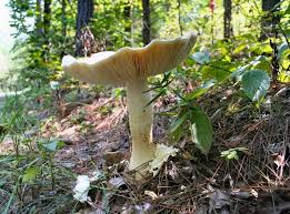 Are Mushrooms In The Lawn Bad