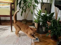 Is Pothos Plant Safe For Cats 5 Ways