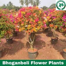 Bogan Bell Flower Plants Nyctaginaceae