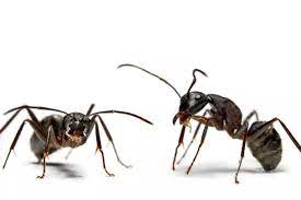 Ants This Summer Using Pest Control