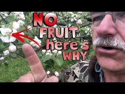 Fruit Tree Paul Gautschi