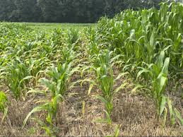 Frst In Fertilizer Knowledge Sharing
