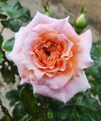 Patio Rose Plants Delivered As Special