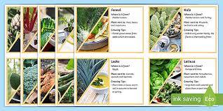 School Garden Vegetable Fact Cards