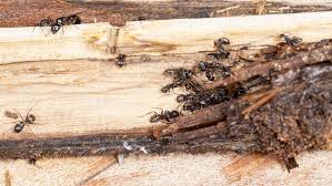 Can Ants Damage Wood Like Termites Do