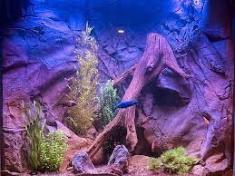 Fish Tank Aquarium Backgrounds