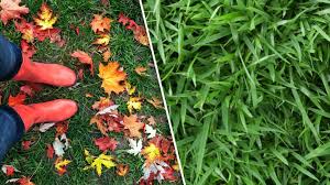 Fall Care Tips For Your Zoysia Lawn