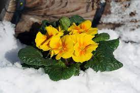 20 Stunning Winter Flowering Plants