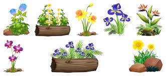 Flower Bed Images Free On