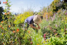 California Native Plant Society