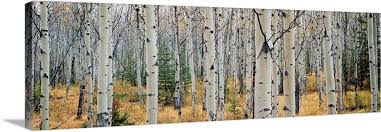 Great Big Canvas Aspen Trees In A Forest Alberta Canada Print Wall Art