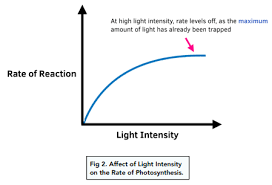 Photosynthesis Limiting Factors