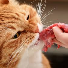 What Human Foods Can Cats Eat Cat