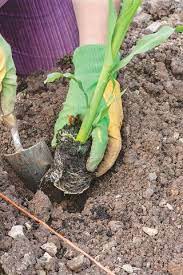 When To Plant Corn For A Bumper