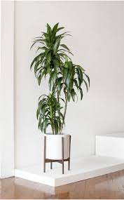 Large Indoor Plants For Low Light