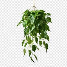 Hanging Plants Png Images Free