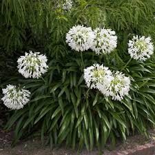 Agapanthus White Hahira Nursery