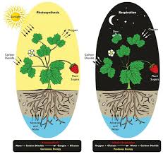 Photosynthesis Cellular Respiration