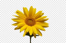 Sunflower Optional Plant Sun