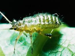 Houseplant Pests Five Common Bugs That