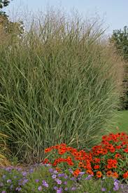 Switch Grass Panicum Virgatum