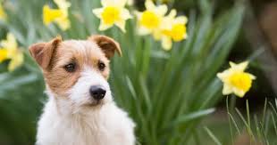 Spring Flowers That Are Toxic To Dogs
