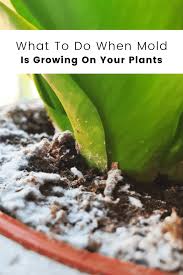 Mold On Plant Soil Causes Types