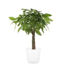 Pachira Braid Indoor Money Tree Plant