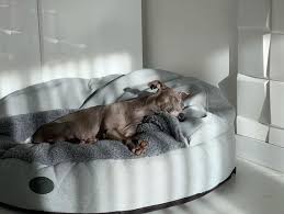 Cave Bed For Large Dogs Soft Dog