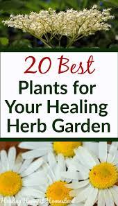 20 Medicinal Herbs To Grow In Your