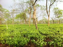 Assam Ctc Tea At Best In Kolkata